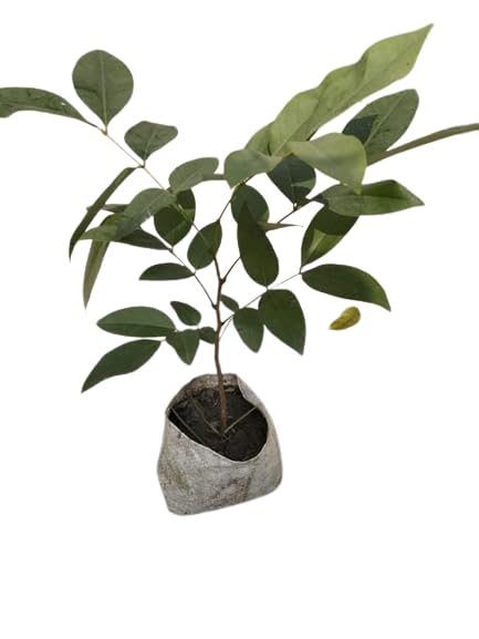 Greenery Nursery Shower/Amaltas/Indian Laburnum ?/Sonali Live Plants & Tree(1.5-2 Ft Size) Healthy plant in Nursery Grow Bag Pack Of 1 