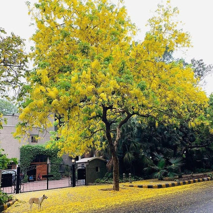 Greenery Nursery Shower/Amaltas/Indian Laburnum ?/Sonali Live Plants & Tree(1.5-2 Ft Size) Healthy plant in Nursery Grow Bag Pack Of 1 