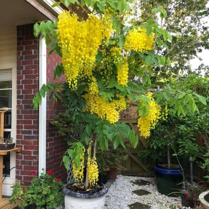 Greenery Nursery Shower/Amaltas/Indian Laburnum ?/Sonali Live Plants & Tree(1.5-2 Ft Size) Healthy plant in Nursery Grow Bag Pack Of 1 