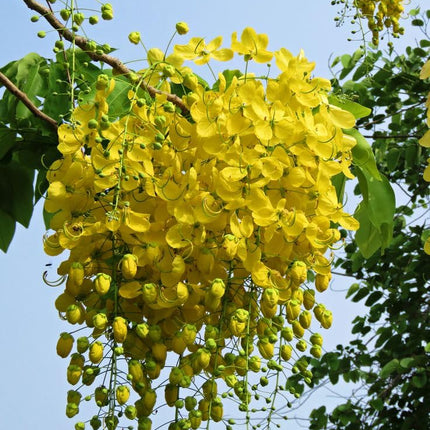 Greenery Nursery Shower/Amaltas/Indian Laburnum ?/Sonali Live Plants & Tree(1.5-2 Ft Size) Healthy plant in Nursery Grow Bag Pack Of 1 