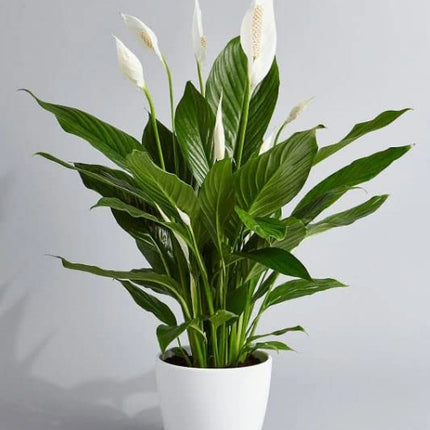 INGLIS PLANTOPIA Peace lilly - Healthy Live Plant with Pot, Air Purifying Plant, Indoor Plants for Living Room, Gifting, Bedroom, Garden, Balcony, Air Purifying Plant, Office Desk with plastic pot 