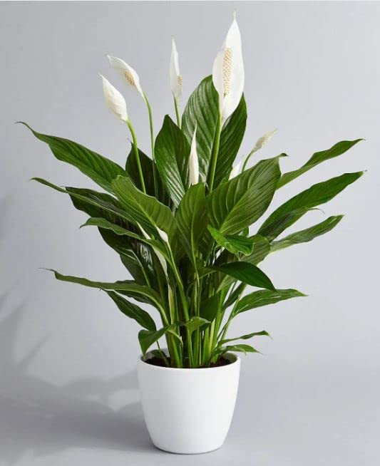 INGLIS PLANTOPIA Peace lilly - Healthy Live Plant with Pot, Air Purifying Plant, Indoor Plants for Living Room, Gifting, Bedroom, Garden, Balcony, Air Purifying Plant, Office Desk with plastic pot 