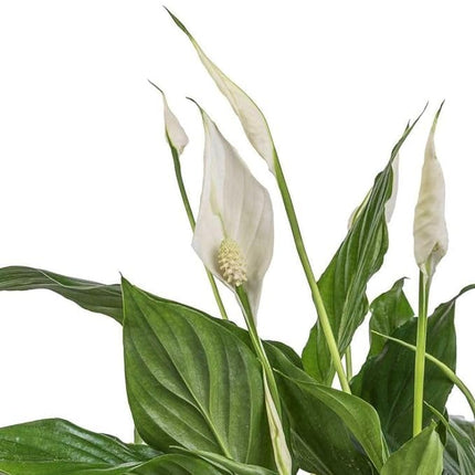 INGLIS PLANTOPIA Peace lilly - Healthy Live Plant with Pot, Air Purifying Plant, Indoor Plants for Living Room, Gifting, Bedroom, Garden, Balcony, Air Purifying Plant, Office Desk with plastic pot 