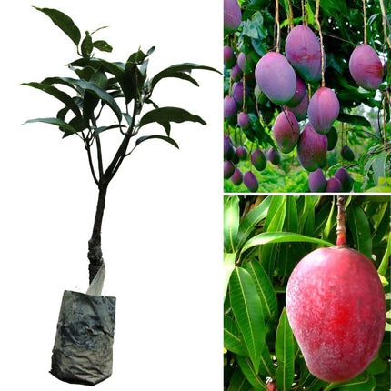 Japan Miyazaki mango tree plant, Healthy japanese mango grafted plant 1 live plant 