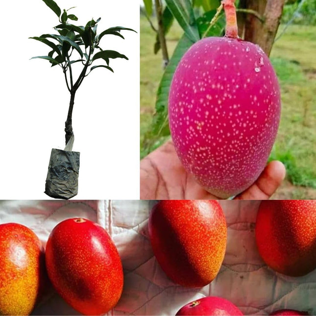 Japan Miyazaki mango tree plant, Healthy japanese mango grafted plant 1 live plant 