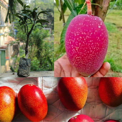 Japan Miyazaki mango tree plant, Healthy japanese mango grafted plant 1 live plant 