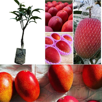 Japan Miyazaki mango tree plant, Healthy japanese mango grafted plant 1 live plant 