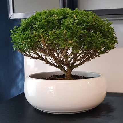 Juniper bonsai banyan tree live plant (Pack of 2) 