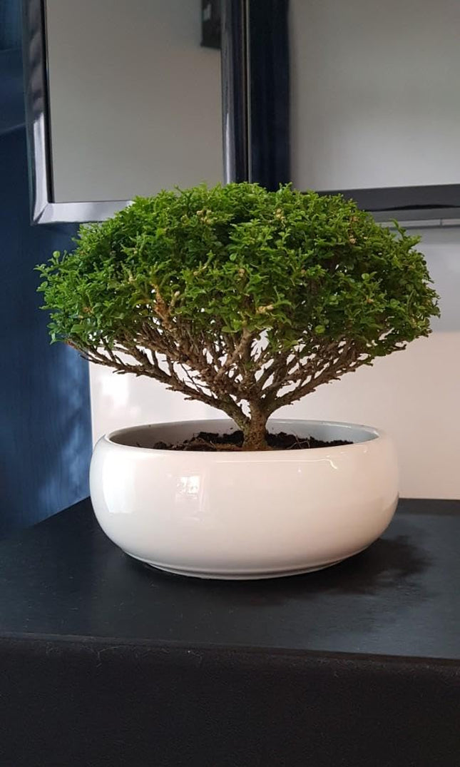 Juniper bonsai banyan tree live plant (Pack of 2) 