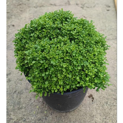 Juniper bonsai banyan tree live plant (Pack of 2) 