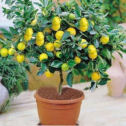 Lemon tree plant hybrid (1 healthy live plant) 