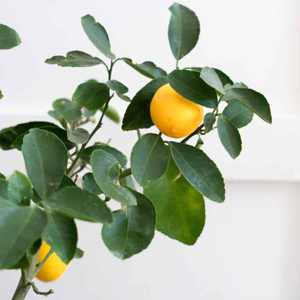 Lemon tree plant hybrid (1 healthy live plant) 