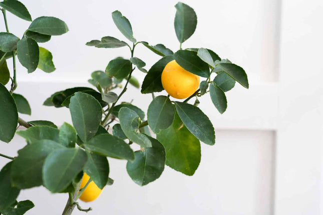 Lemon tree plant hybrid (1 healthy live plant) 