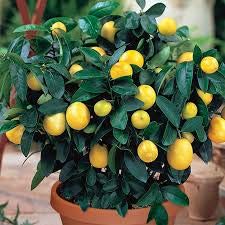 Lemon tree plant hybrid (1 healthy live plant) 