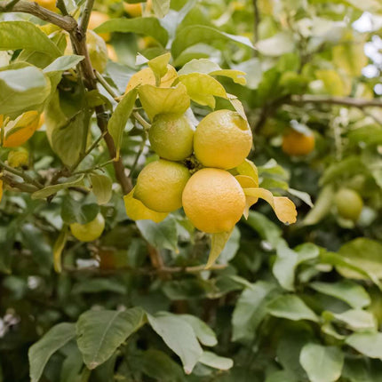 Lemon tree plant hybrid (1 healthy live plant) 