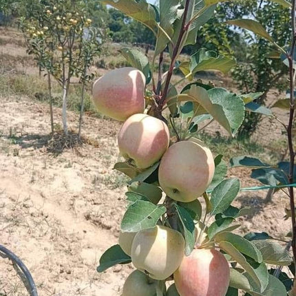 Live Fruit Plant for Hot Climate Supporting All India Weather Grafted Tree from Shimla-Himachal Healthy and Delicious Fruit Plant Pack of 1 Anna & Hrmn 99 Apple Tree 