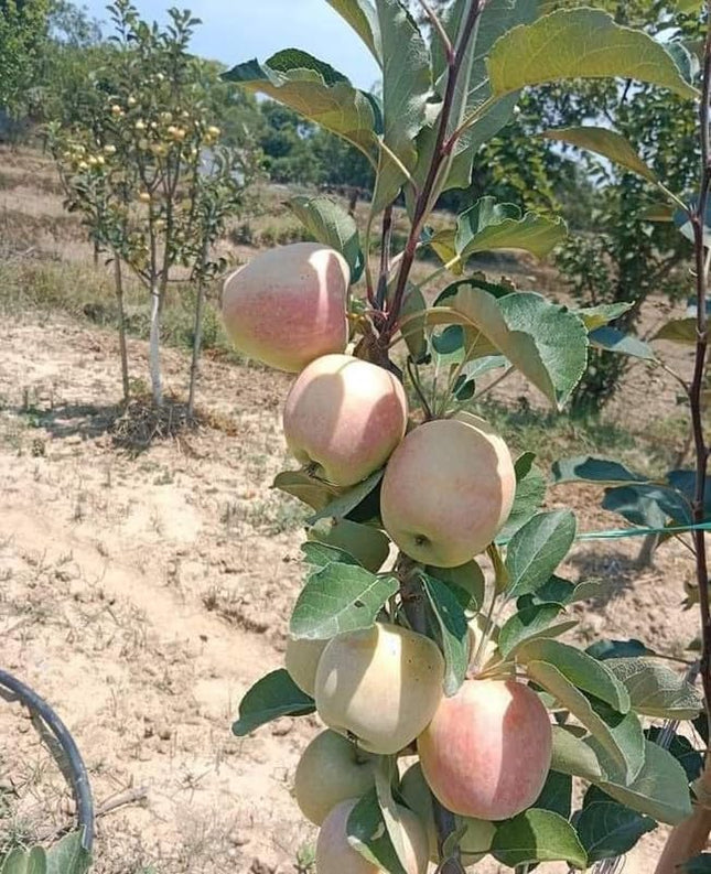 Live Fruit Plant for Hot Climate Supporting All India Weather Grafted Tree from Shimla-Himachal Healthy and Delicious Fruit Plant Pack of 1 Anna & Hrmn 99 Apple Tree 