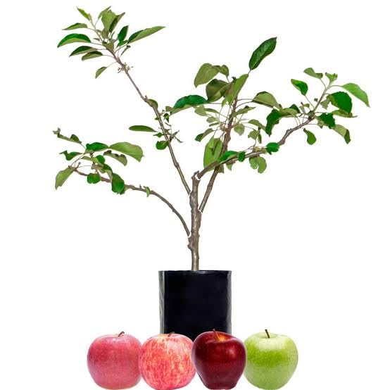 Live Fruit Plant for Hot Climate Supporting All India Weather Grafted Tree from Shimla-Himachal Healthy and Delicious Fruit Plant Pack of 1 Anna & Hrmn 99 Apple Tree 