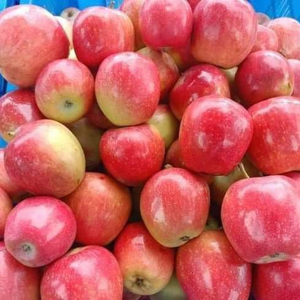 Live Fruit Plant for Hot Climate Supporting All India Weather Grafted Tree from Shimla-Himachal Healthy and Delicious Fruit Plant Pack of 1 Anna & Hrmn 99 Apple Tree 