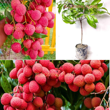 Live Muzaffarpur Shahi Litchi Plant/Lychee/Lichu-Rare, High-Yield - Air Layering (1-2 Feet Size) - Hybrid Fruit Tree (1 Plant Sapling in Poly Bag). 