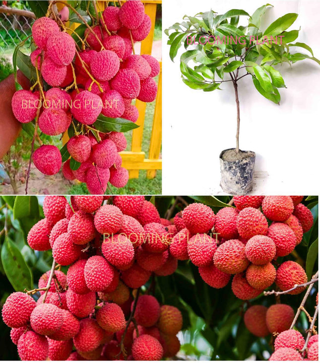 Live Muzaffarpur Shahi Litchi Plant/Lychee/Lichu-Rare, High-Yield - Air Layering (1-2 Feet Size) - Hybrid Fruit Tree (1 Plant Sapling in Poly Bag). 