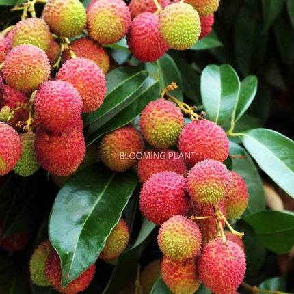 Live Muzaffarpur Shahi Litchi Plant/Lychee/Lichu-Rare, High-Yield - Air Layering (1-2 Feet Size) - Hybrid Fruit Tree (1 Plant Sapling in Poly Bag). 