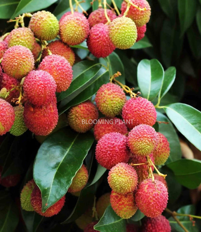 Live Muzaffarpur Shahi Litchi Plant/Lychee/Lichu-Rare, High-Yield - Air Layering (1-2 Feet Size) - Hybrid Fruit Tree (1 Plant Sapling in Poly Bag). 
