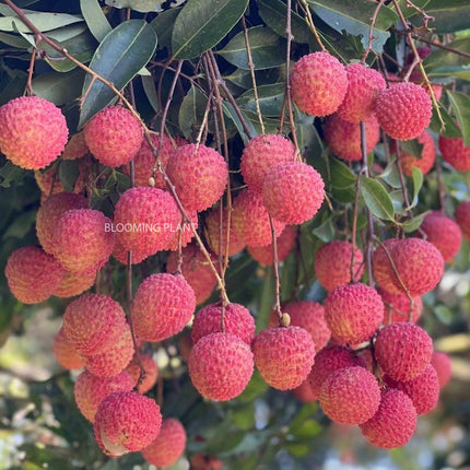 Live Muzaffarpur Shahi Litchi Plant/Lychee/Lichu-Rare, High-Yield - Air Layering (1-2 Feet Size) - Hybrid Fruit Tree (1 Plant Sapling in Poly Bag). 