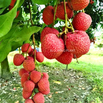 Live Muzaffarpur Shahi Litchi Plant/Lychee/Lichu-Rare, High-Yield - Air Layering (1-2 Feet Size) - Hybrid Fruit Tree (1 Plant Sapling in Poly Bag). 