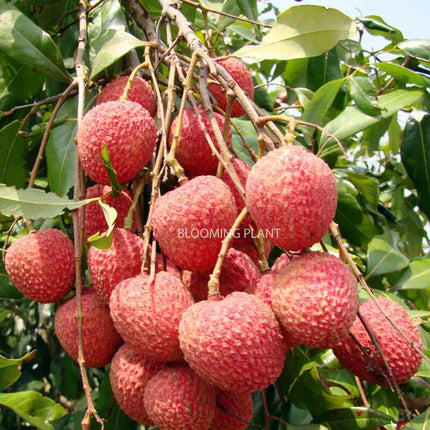 Live Muzaffarpur Shahi Litchi Plant/Lychee/Lichu-Rare, High-Yield - Air Layering (1-2 Feet Size) - Hybrid Fruit Tree (1 Plant Sapling in Poly Bag). 