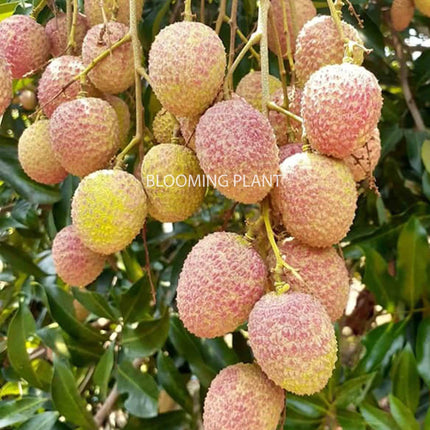 Live Muzaffarpur Shahi Litchi Plant/Lychee/Lichu-Rare, High-Yield - Air Layering (1-2 Feet Size) - Hybrid Fruit Tree (1 Plant Sapling in Poly Bag). 