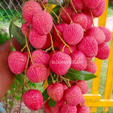 Live Muzaffarpur Shahi Litchi Plant/Lychee/Lichu-Rare, High-Yield - Air Layering (1-2 Feet Size) - Hybrid Fruit Tree (1 Plant Sapling in Poly Bag). 