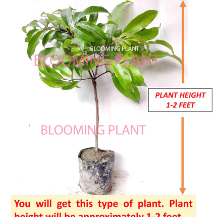 Live Muzaffarpur Shahi Litchi Plant/Lychee/Lichu-Rare, High-Yield - Air Layering (1-2 Feet Size) - Hybrid Fruit Tree (1 Plant Sapling in Poly Bag). 