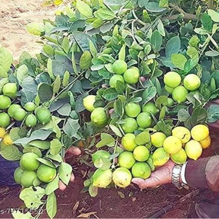 Natura GreenHouse 1 Live Thai All Time Lemon SeedLess Lemon Plant Nimbu Plant Lebu plant All time Hybrid Lemon tree Plant Height (1-1.5 Ft) 