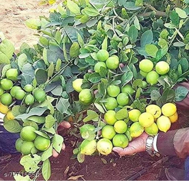 Natura GreenHouse 1 Live Thai All Time Lemon SeedLess Lemon Plant Nimbu Plant Lebu plant All time Hybrid Lemon tree Plant Height (1-1.5 Ft) 