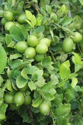 Natura GreenHouse 1 Live Thai All Time Lemon SeedLess Lemon Plant Nimbu Plant Lebu plant All time Hybrid Lemon tree Plant Height (1-1.5 Ft) 