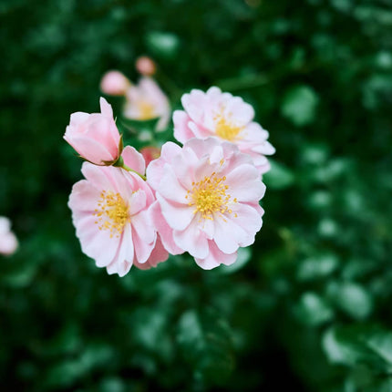 Nikon Mirrorless Z fc 20.9 MP Body with NIKKOR Z 28mm f/2.8 [SE] Lens with Additional Battery, Camera Bag & 64 GB SD Card, Small Rig L-Shape Grip, Optical Zoom, Black 