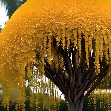 NooElec Seeds India 15 Seeds- Golden Shower Tree Seeds For Planting- Stunning Weeping Yellow Blooms 
