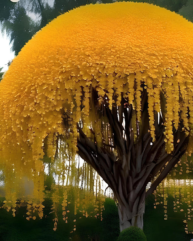 NooElec Seeds India 15 Seeds- Golden Shower Tree Seeds For Planting- Stunning Weeping Yellow Blooms 