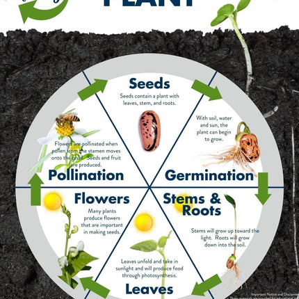 NooElec Seeds India 15 Seeds- Golden Shower Tree Seeds For Planting- Stunning Weeping Yellow Blooms 