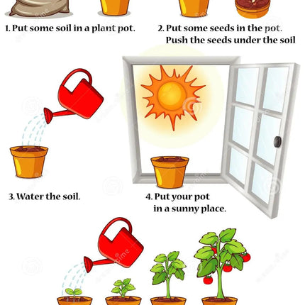 NooElec Seeds India 15 Seeds- Golden Shower Tree Seeds For Planting- Stunning Weeping Yellow Blooms 