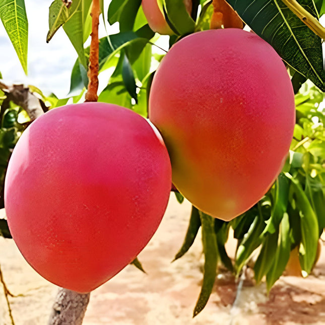 ORIGINAL JAPANESE MIYAZAKI MANGOGrafted hybrid Healthy Live plant,Pack of 1 (Plant-1.5 to 2 Feet Height) Healthy Fruit Plant For Home Garden Plants Tree 