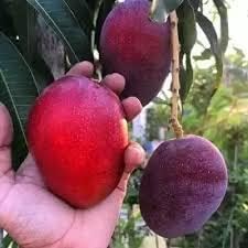 ORIGINAL JAPANESE MIYAZAKI MANGOGrafted hybrid Healthy Live plant,Pack of 1 (Plant-1.5 to 2 Feet Height) Healthy Fruit Plant For Home Garden Plants Tree 