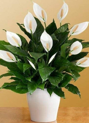 Original Live Peace Lily or Spathiphyllum Plant Air purifier Good luck plant (Pack of 1 Without Pot) 