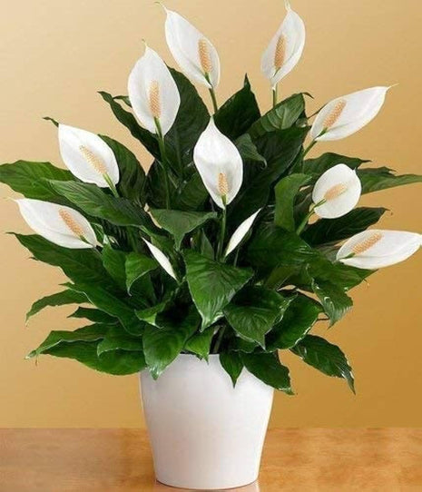 Original Live Peace Lily or Spathiphyllum Plant Air purifier Good luck plant (Pack of 1 Without Pot) 