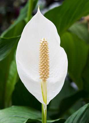 Original Live Peace Lily or Spathiphyllum Plant Air purifier Good luck plant (Pack of 1 Without Pot) 