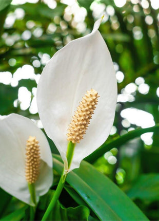 Original Live Peace Lily or Spathiphyllum Plant Air purifier Good luck plant (Pack of 1 Without Pot) 