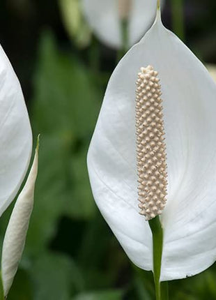 Original Live Peace Lily or Spathiphyllum Plant Air purifier Good luck plant (Pack of 1 Without Pot) 