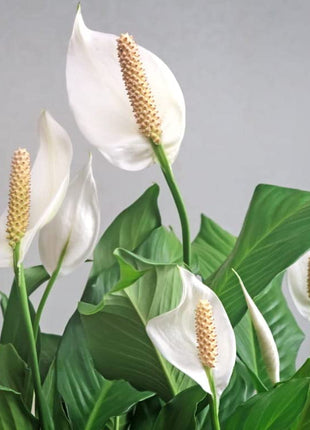Original Live Peace Lily or Spathiphyllum Plant Air purifier Good luck plant (Pack of 1 Without Pot) 