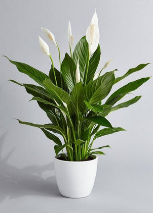 Original Live Peace Lily or Spathiphyllum Plant Air purifier Good luck plant (Pack of 1 Without Pot) 